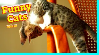 Funny Cat Videos 2021 #Vol10 🙀 Cute Cat Videos 2021 😹 Funny Cat Videos