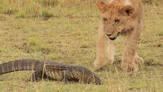 Amazing !! Lion Vs Komodo Dragon Best Battle | Wildlife 2021