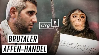 Tier-Mafia UNDERCOVER: Wir stellen die Händler | STRG_F