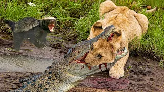 The Best Battles Of The Animal World   Harsh Life of Wild Animals, Crocodile Vs Lions, Honey Badgers