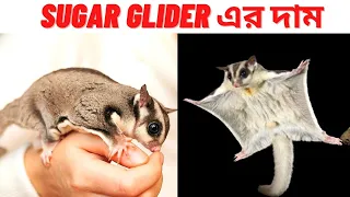 sugar glider এর দাম কত? কোথায় পাব? Sugar Glider price in Bangladesh and India | Pet World