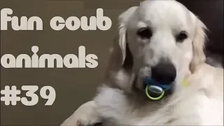 FUN coub animals #39 / видео приколы / coub 2019 / животные / смешные животные / приколы 2019 / cube