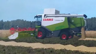 Уборка пшеницы в Farming simulator 17!. МАЗ 5516, class lexion 580