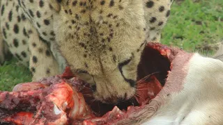 Serengeti Cheetah Kill - Quick and Efficient (Front Row Seats)