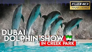 Best of the Dubai Dolphin Show 2018 FULL HD