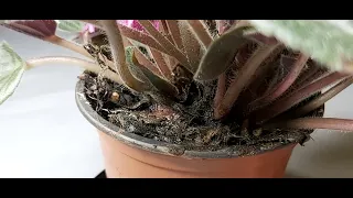 AFRICAN VIOLET RESCUE - Soil should not look like this!!!!!!