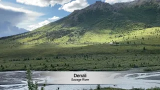 Denali Park Minute at Savage River