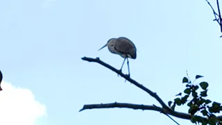 Great Blue Heron call