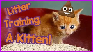 How To Litter Train A Kitten FAST - Kitten Care 101!