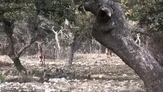 Ken Stewart Texas Aoudad Hunt