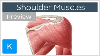 Muscles of the shoulder: origins, insertions and functions (preview) - Human Anatomy | Kenhub