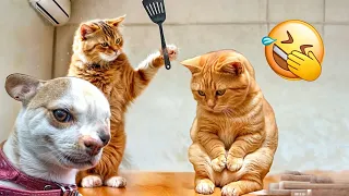 When God sends you a funny cat and dog🤔Funniest cat and dog ever😻🐈# 6
