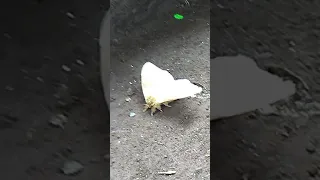 MARIPOSA RESCATADA DE DEPREDADORES DE ORMIGUEROS.