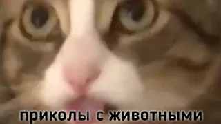 лучшие приколы с животными I КОТЫ ПРИКОЛЫ 2021/ЛУЧШИЕ ПРИКОЛЫ С ЖИВОТНЫМИ