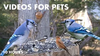 Chickadees, Blue Jays, Red Squirrels and Backyard Animals - 10 Hour CAT TV for Pets - Mar 12, 2024