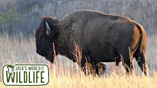 The AMERICAN BISON and What You Need To KNOW