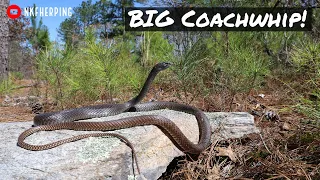 Big Coachwhip, The Importance of Good Fire, and A Very Special Frog!