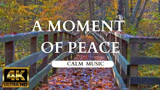 Relaxing piano music and beautiful autumn. Relaxation and rest guaranteed.