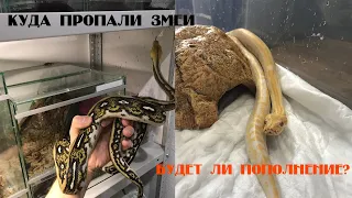 Наши змеи и куда они пропали