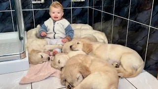 Adorable Baby Boy Meets Golden Retriever Puppies For The First Time! (Cutest Ever!!)