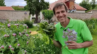 Üppige Gemüse-Ernte im Juni 🌺🌾 Mangold, Erbsen, (Monats)Erdbeeren & eine bunte Salatauswahl 🥬