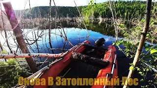 СНОВА В ЗАТОПЛЕННЫЙ ЛЕС/AGAIN BEHING THE PIKE IN THE FLOODED FOREST!2019