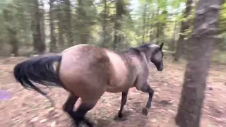 Horse kicks tree, farts on dogs then runs away with goofy sound effects