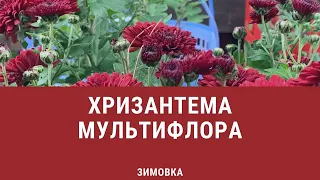 ХРИЗАНТЕМА МУЛЬТИФЛОРА, как сохранить зимой. Обрезка, обработки, мой опыт сохранения мультифлоры