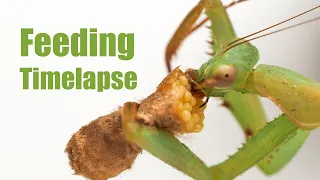 Praying Mantis Eating a Moth with EGGS - Timelapse