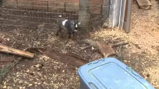 Goat's Explore Their New Home