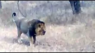 FIGHTING ASIATIC LIONS INJURED EACH OTHER