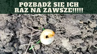 Jak zwalczyć pędraki?Prosta metoda