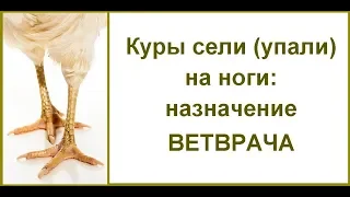 Почему у кур (цыплят, бройлеров) отказывают ноги// Что делать, как лечить