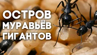 В ПОИСКАХ МАТОК - остров МУРАВЬЁВ ГИГАНТОВ Camponotus vagus!  Димон и пумба