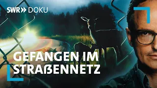 Gefangen im Straßennetz - Rettung für die Wildtiere? | SWR Doku