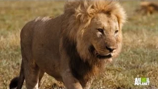 National Geographic   DESIGNED for COMBAT   Lions wild Documentary HD