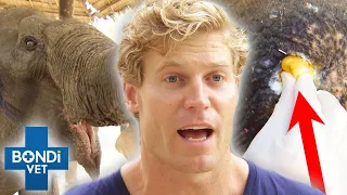 Vet Drains Rescue Elephant's Abscesses All Over Its Body 🐘😨 | Bondi Vet Clips | Bondi Vet