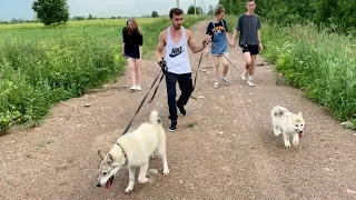 День волонтеров в парке Волков, прогулка с гибридами Волка и Западносибирской лайки