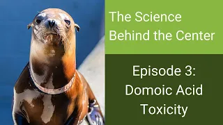 The Science Behind the Center: Domoic Acid Toxicity in California Sea Lions