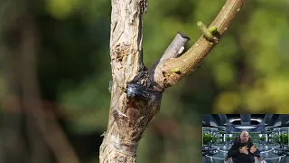 Innesto del nocciolo su Corylus Colurna, guida completa delle cose importanti sa sapere