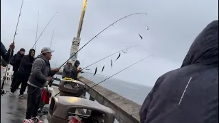 Southern California MACKEREL  FISHING 2023.