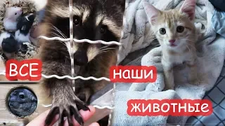 ВСЕ наши животные