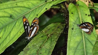 Butterflies from the Amazon rainforest of Ecuador