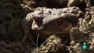 Cerca de la muerte | Grandes Documentales