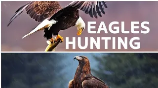 The incredible hunting techniques of eagles @ The planet earth