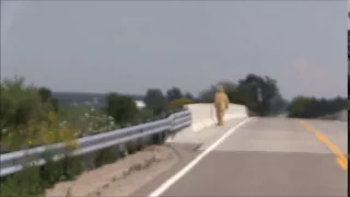 Kentucky Police Car Dashcam Videos Bigfoot Creature?