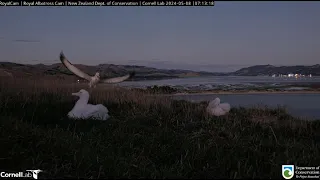 Northern royal albatross 08 05 2024 1 ~ LGL is back and feeding TF