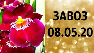 🌸Продажа орхидей. ( Завоз 08 05 20  г.) Отправка только по Украине. ЗАМЕЧТАТЕЛЬНЫЕ КРАСОТКИ👍