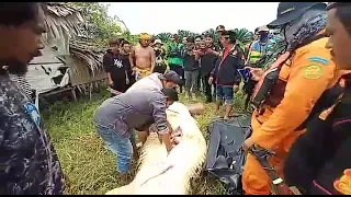 Viral😱😱😱Operasi perut buaya diemukan bayi