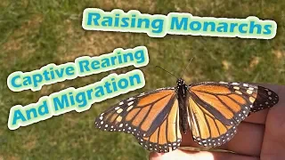 Raising Monarchs - Captive Rearing And Migration (Help The Monarch Butterfly)